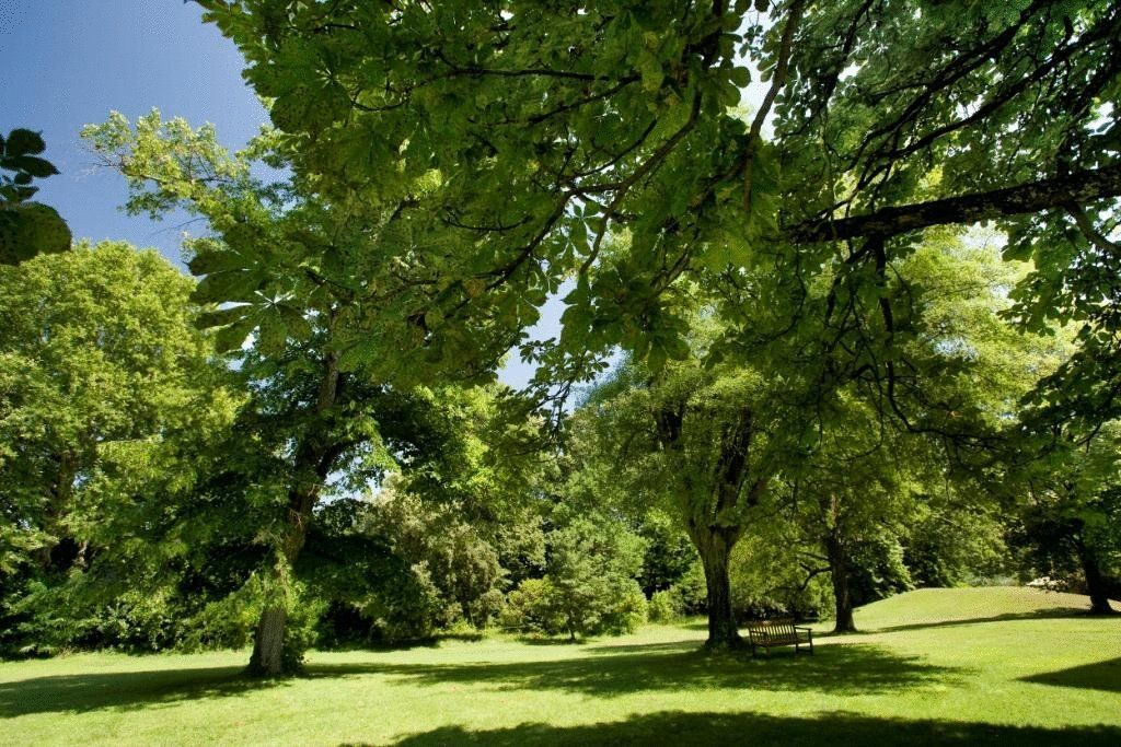 Chateau De Montcaud Sabran المظهر الخارجي الصورة
